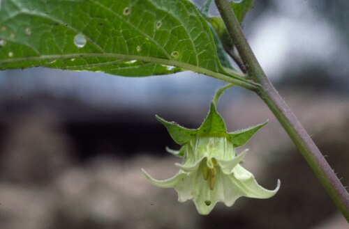 Jaltomata herrerae: Flower of Jaltomata herrerae , Collection Mione et al. 564. Collected in Bolivia, Departamento La Paz at 3150 m elevation.