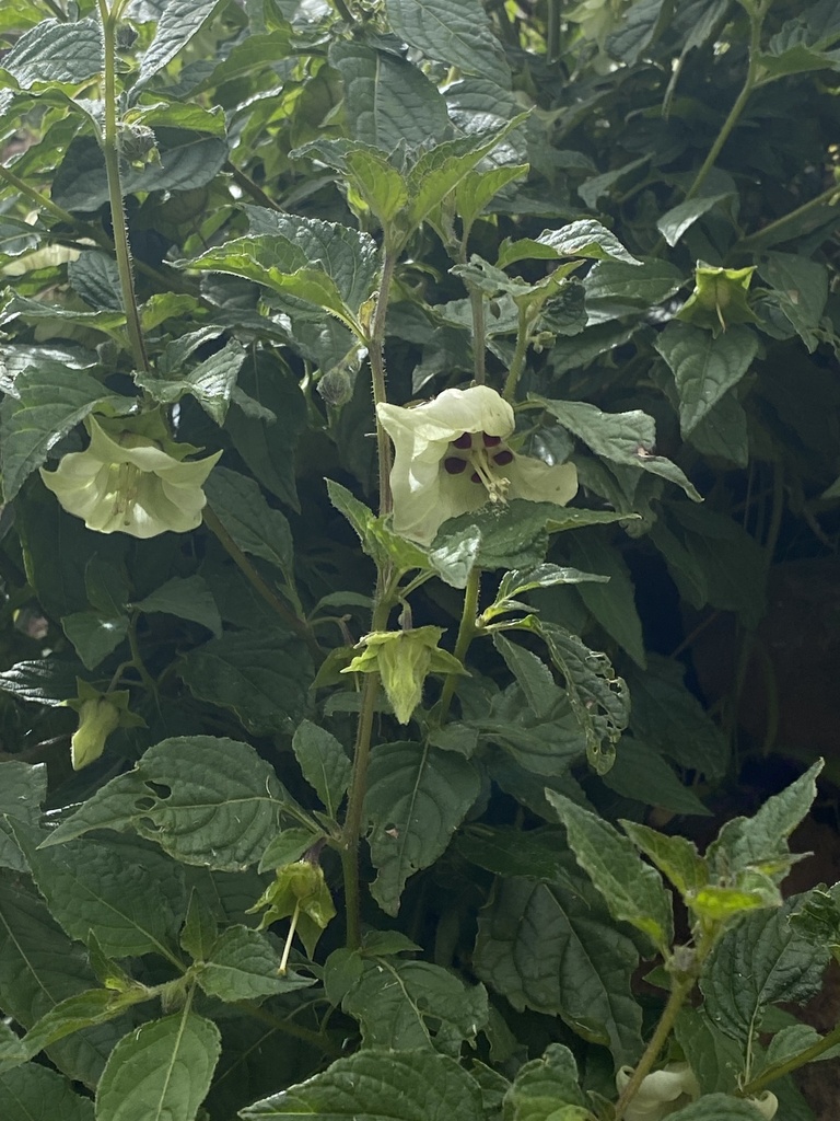 Jaltomata herrerae (Jaltomata herrerae)