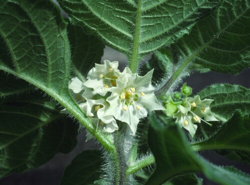 Jaltomata lojae: Inflorescences and leaves of Jaltomata lojae on a plant grown from seed of the type collection (D. M . Spooner, R. Castillo, and L. López 5037).