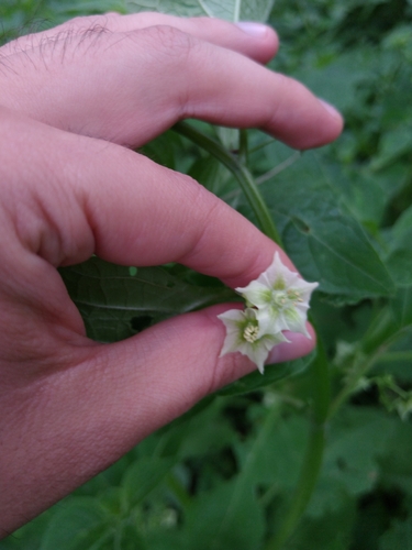 Creeping false holly (Jaltomata procumbens)