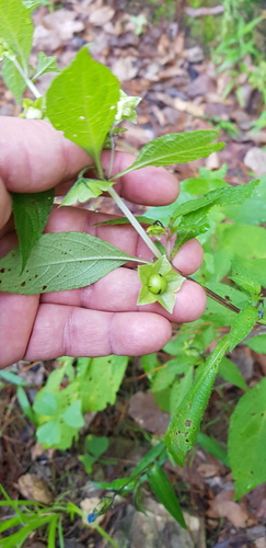 Creeping false holly (Jaltomata procumbens)