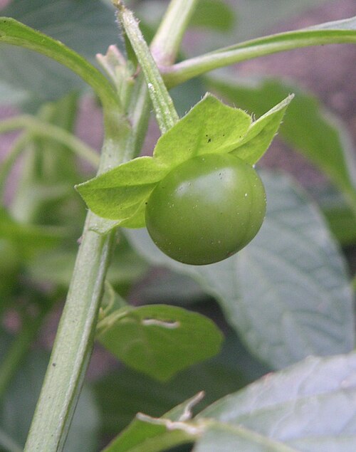 Creeping false holly: Unripe Fruit of Jaltomata procumbens (as Saracha edulis ) at Botanical Garden Krefeld, Germany.