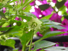 Creeping false holly (Jaltomata procumbens)