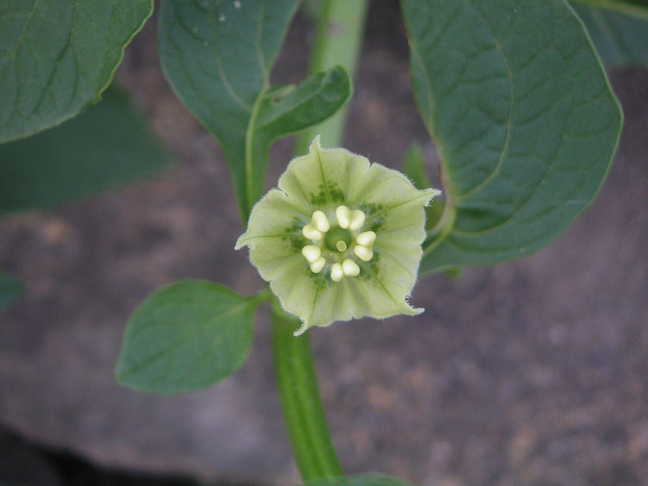 Creeping false holly: Flower of Jaltomata procumbens (as Saracha edulis ) at Botanical Garden Krefeld, Germany.