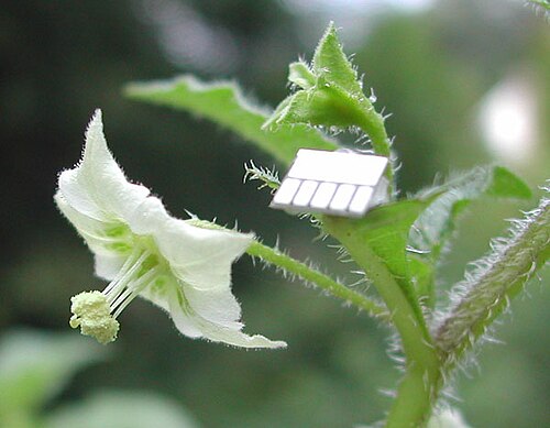 Creeping false holly: Flower of Jaltomata chihuahuensis , Collection Robert Bye 14243 grown as Mione 421.