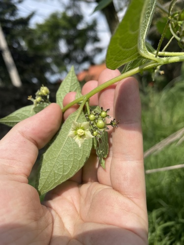 Creeping false holly (Jaltomata procumbens)