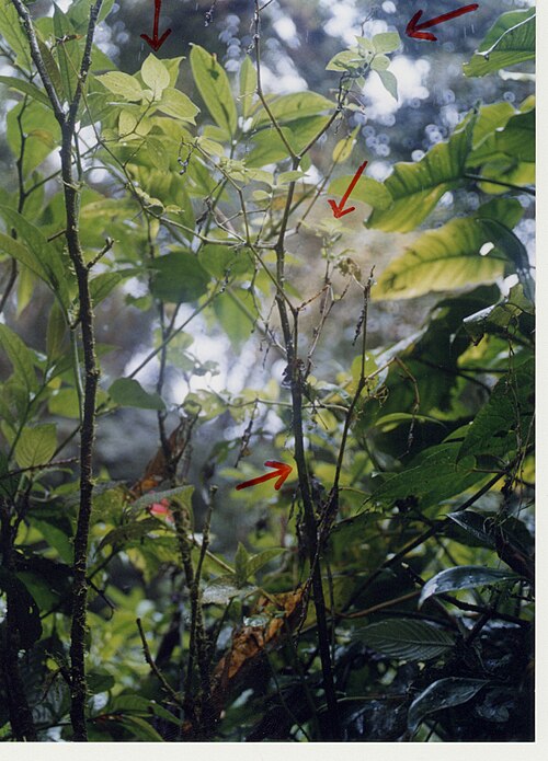 Creeping false holly: Jaltomata procumbens growing as an epiphyte at Monteverde, Costa Rica.