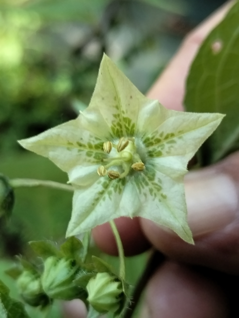 Creeping false holly (Jaltomata procumbens)