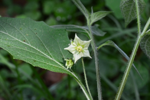 Creeping false holly (Jaltomata procumbens)