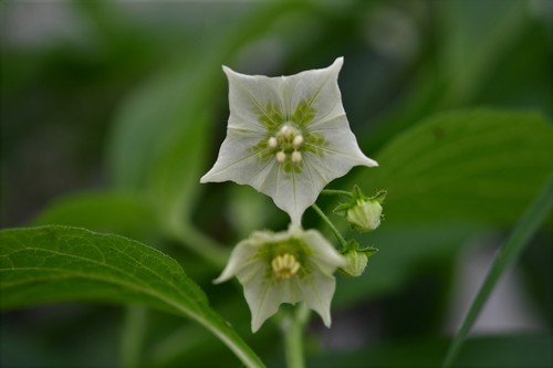 Creeping false holly (Jaltomata procumbens)
