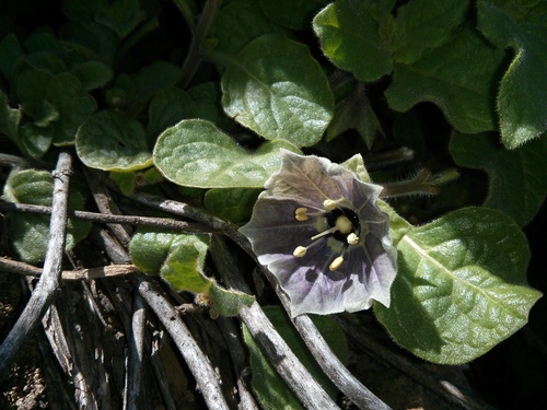 Jaltomata quipuscoae (Jaltomata quipuscoae)
