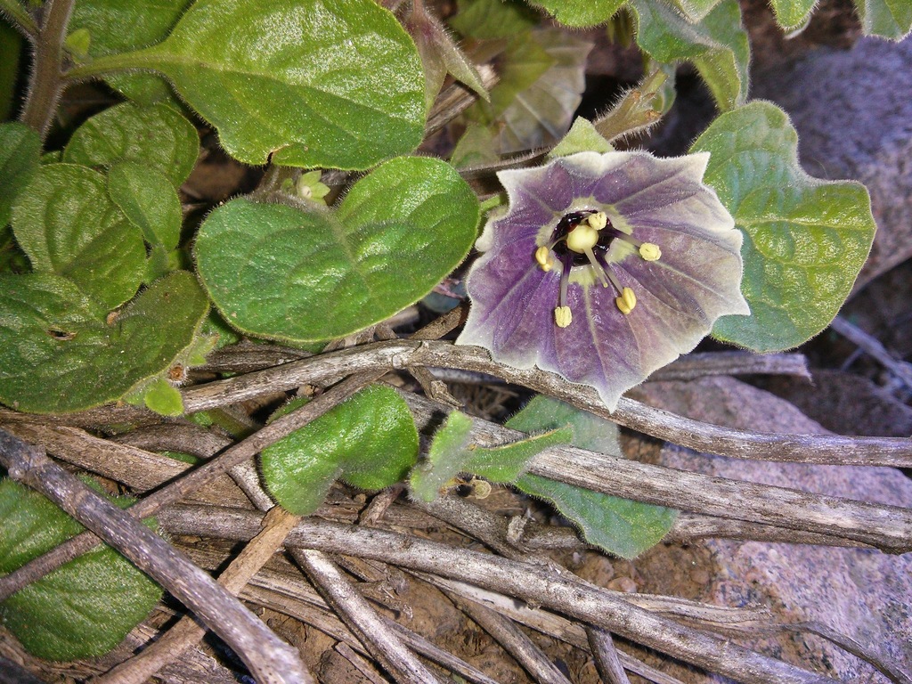 Jaltomata quipuscoae (Jaltomata quipuscoae)