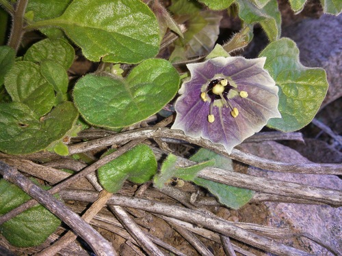 Jaltomata quipuscoae (Jaltomata quipuscoae)