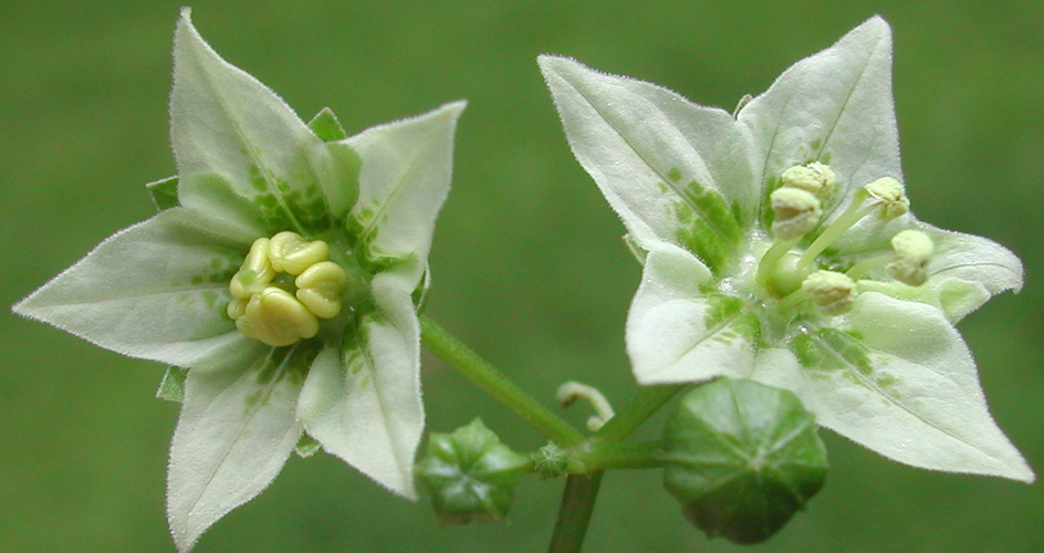 Jaltomata repandidentata: Flowers of Jaltomata repandidentata , Collection C. E. Benítez de Rojas 6436, grown in Connecticut as Mione 701. Collected in Venezuela, at about 400 m elevatio
