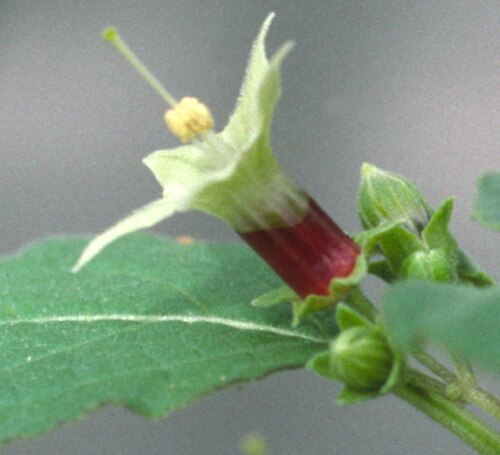 Jaltomata umbellata: Flower of Jaltomata umbellata . Red nectar shows through the corolla tube. Collection Mione 432.