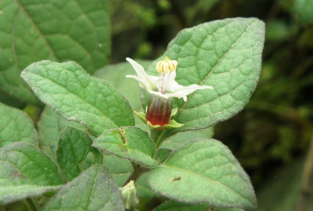 Jaltomata umbellata (Jaltomata umbellata)