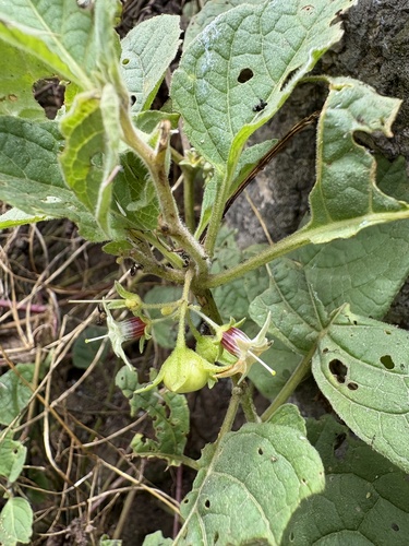 Jaltomata umbellata (Jaltomata umbellata)