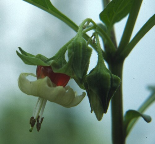 Jaltomata ventricosa: Flower and Flower Buds of Jaltomata ventricosa . Collection Leiva 138, grown as Mione 535. Photo taken in Conneticut.