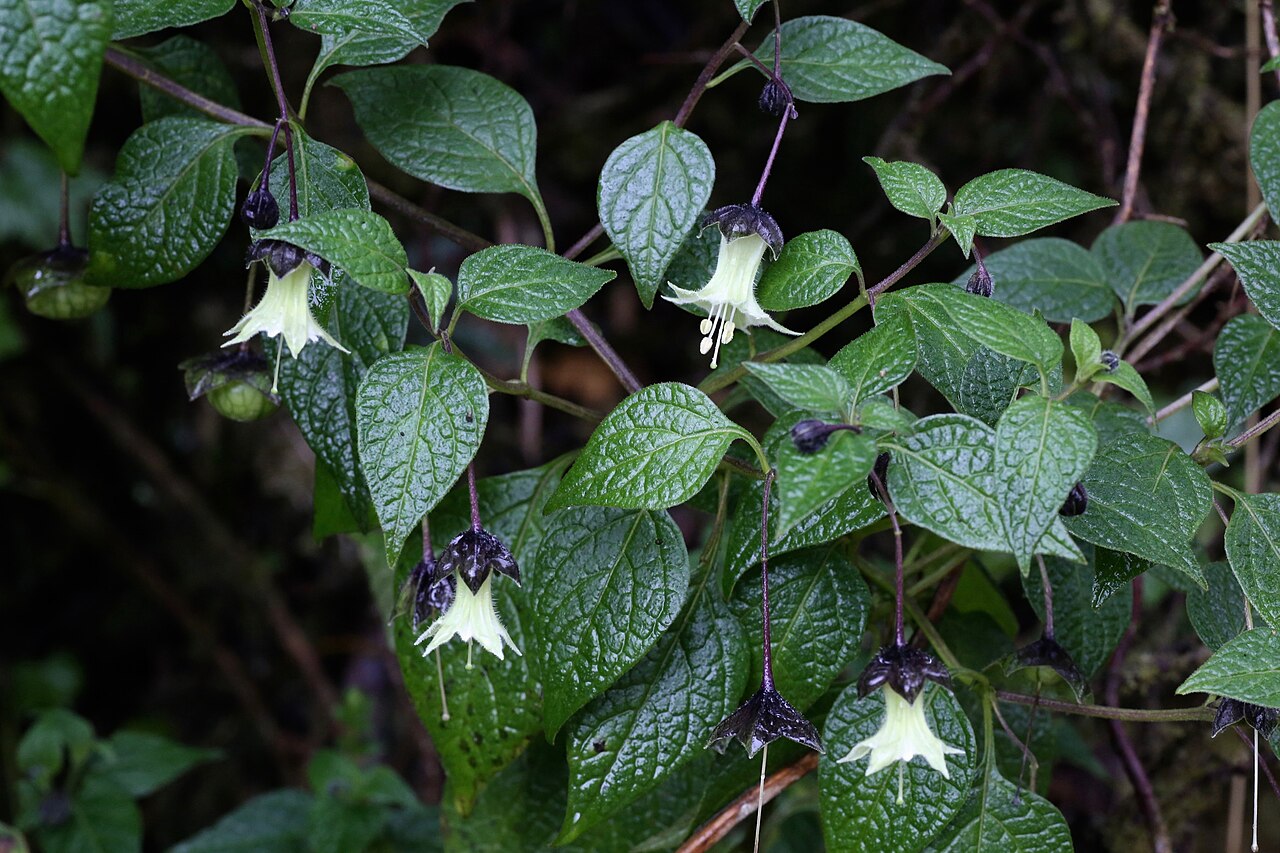Jaltomata viridiflora: Ecuador, Napo Province, 4 km N of Papallacta, subpáramo, 3400 m