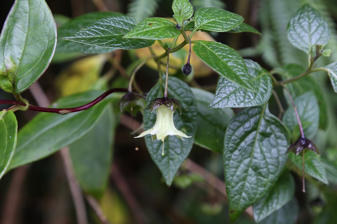 Jaltomata viridiflora: Ecuador, Napo Province, 4 km N of Papallacta, subpáramo, 3400 m