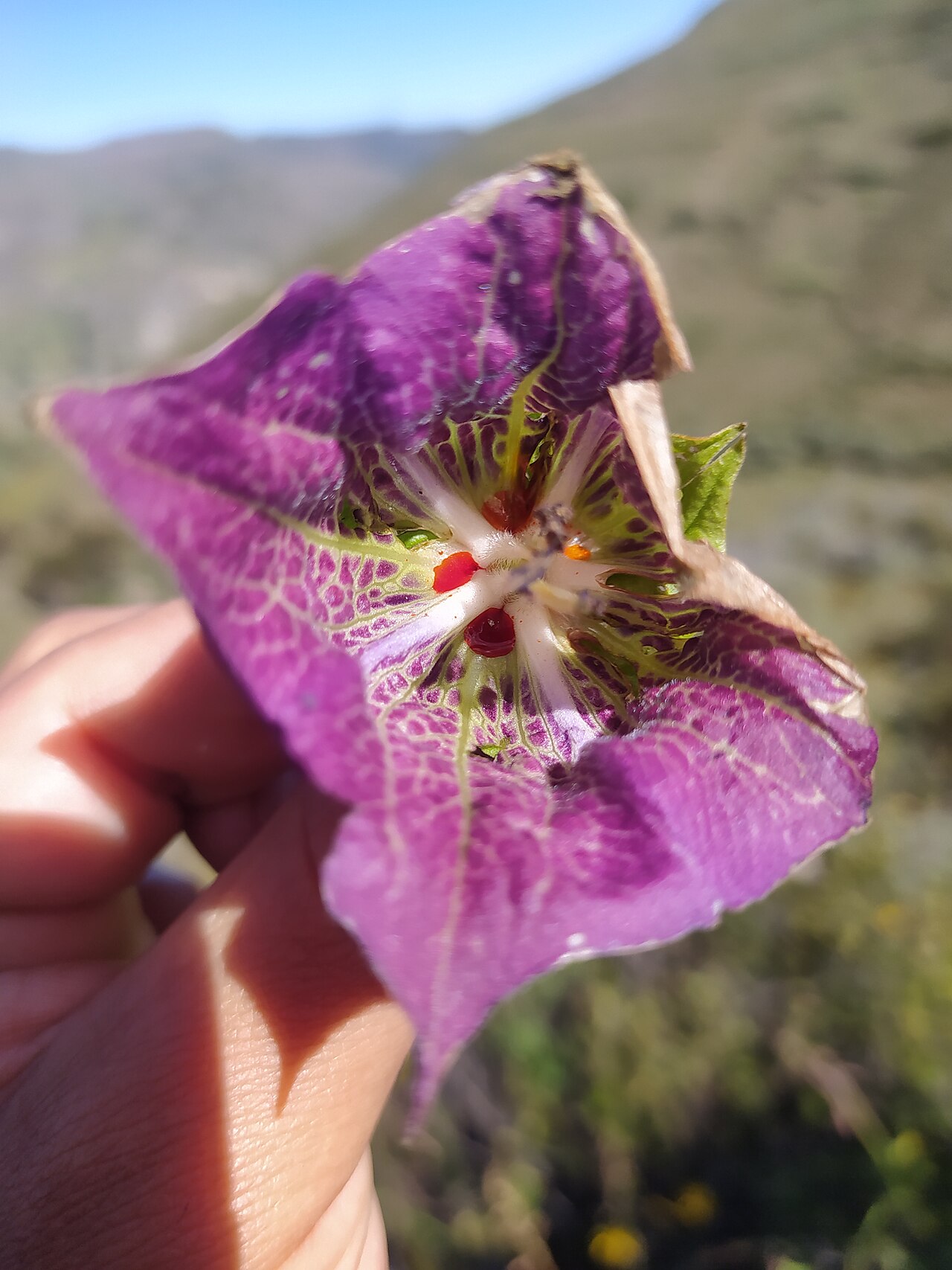Jaltomata weberbaueri: Foto tomada durante el paseo fotográfico en la laguna Conococha e Inqa Waqanqa el día sábado 15 de mayo de 2022 organizado por WikiAcción Perú y el Club de Obse