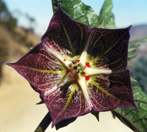 Jaltomata weberbaueri: Flower of Jaltomata weberbaueri . Radial corolla thickenings, extending from the androecium to midway between the petals, are conspicuous on this species becaus