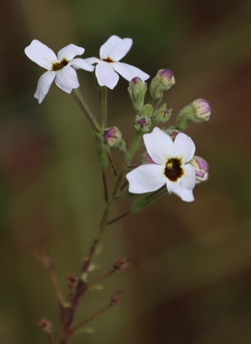 Jamesbrittenia albobadia (Jamesbrittenia albobadia)