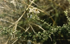 Jamesbrittenia albobadia (Jamesbrittenia albobadia)