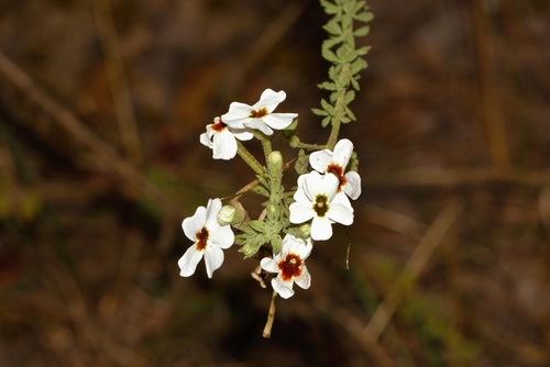 Jamesbrittenia albobadia (Jamesbrittenia albobadia)