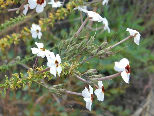 Jamesbrittenia albobadia (Jamesbrittenia albobadia)