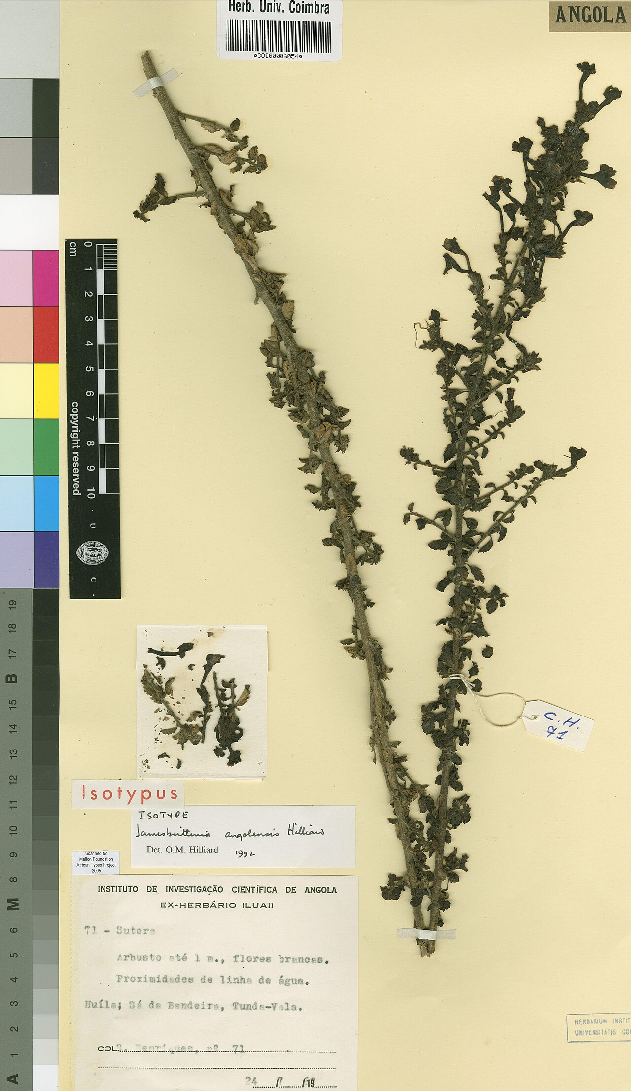 Jamesbrittenia angolensis: Photograph of Isotype of Jamesbrittenia angolensis at Herbarium of the University of Coimbra, Portugal (COI). Specimen COI00006054. http://coicatalogue.uc.pt/sp