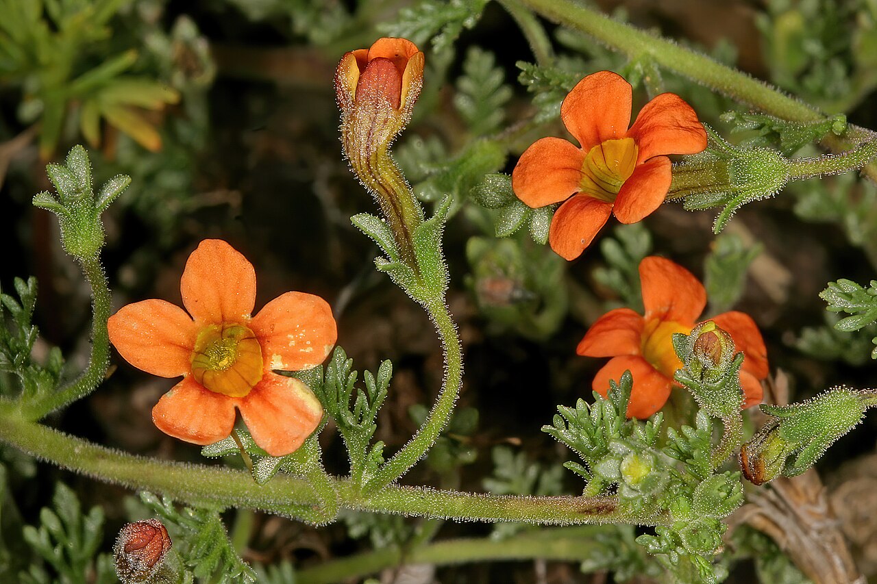 Cape saffron: Jamesbrittenia aurantiaca , orange-flowered form; in grassland, vlei on limestone, vicinity of Wolmaransstad, North West, South Africa