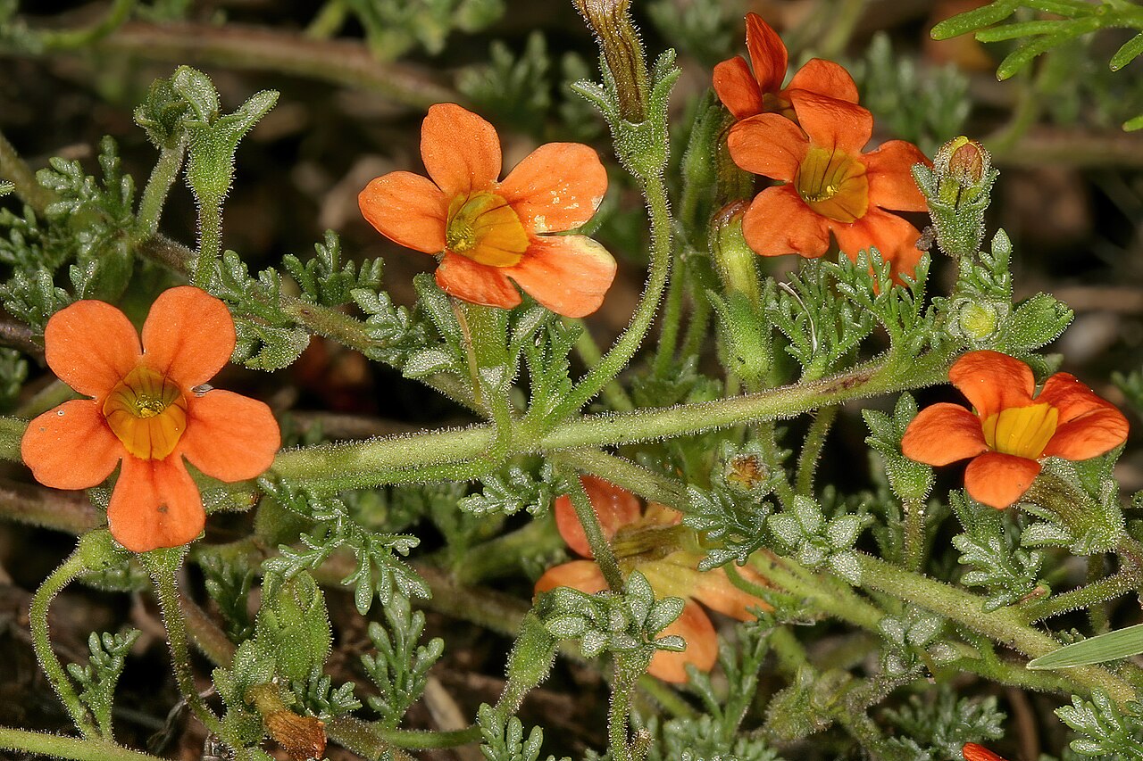 Cape saffron: Jamesbrittenia aurantiaca , orange-flowered form; in grassland, vlei on limestone, vicinity of Wolmaransstad, North West, South Africa