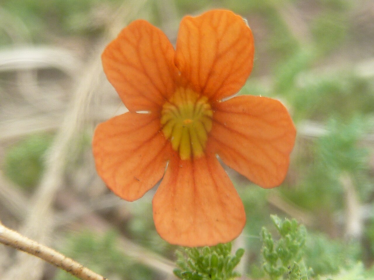 Cape saffron: Flower of a Cape saffron near Tweeling, Free State