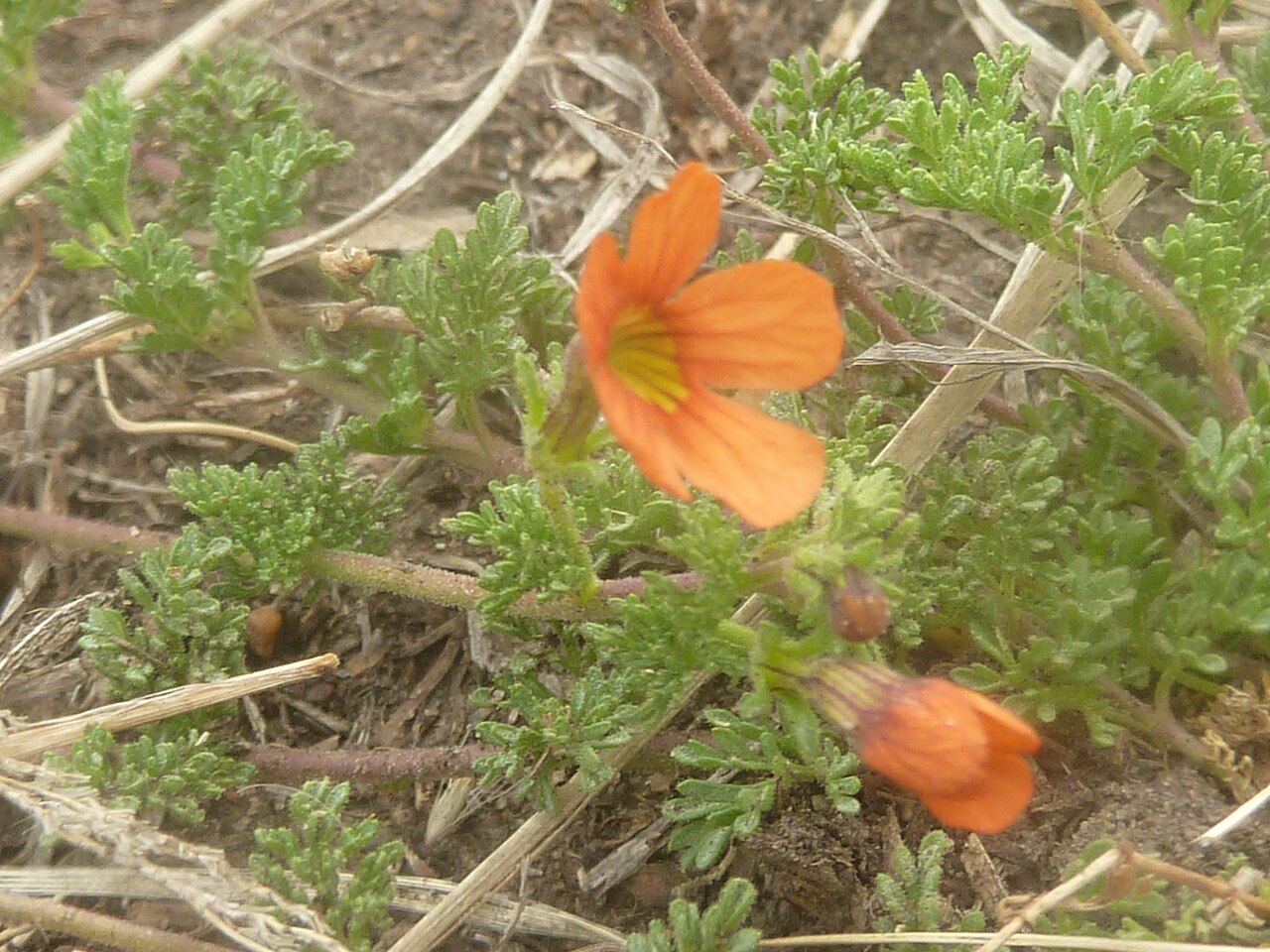 Cape saffron: Flower and foliage of a Cape saffron growing in grassland near Tweeling, Free State