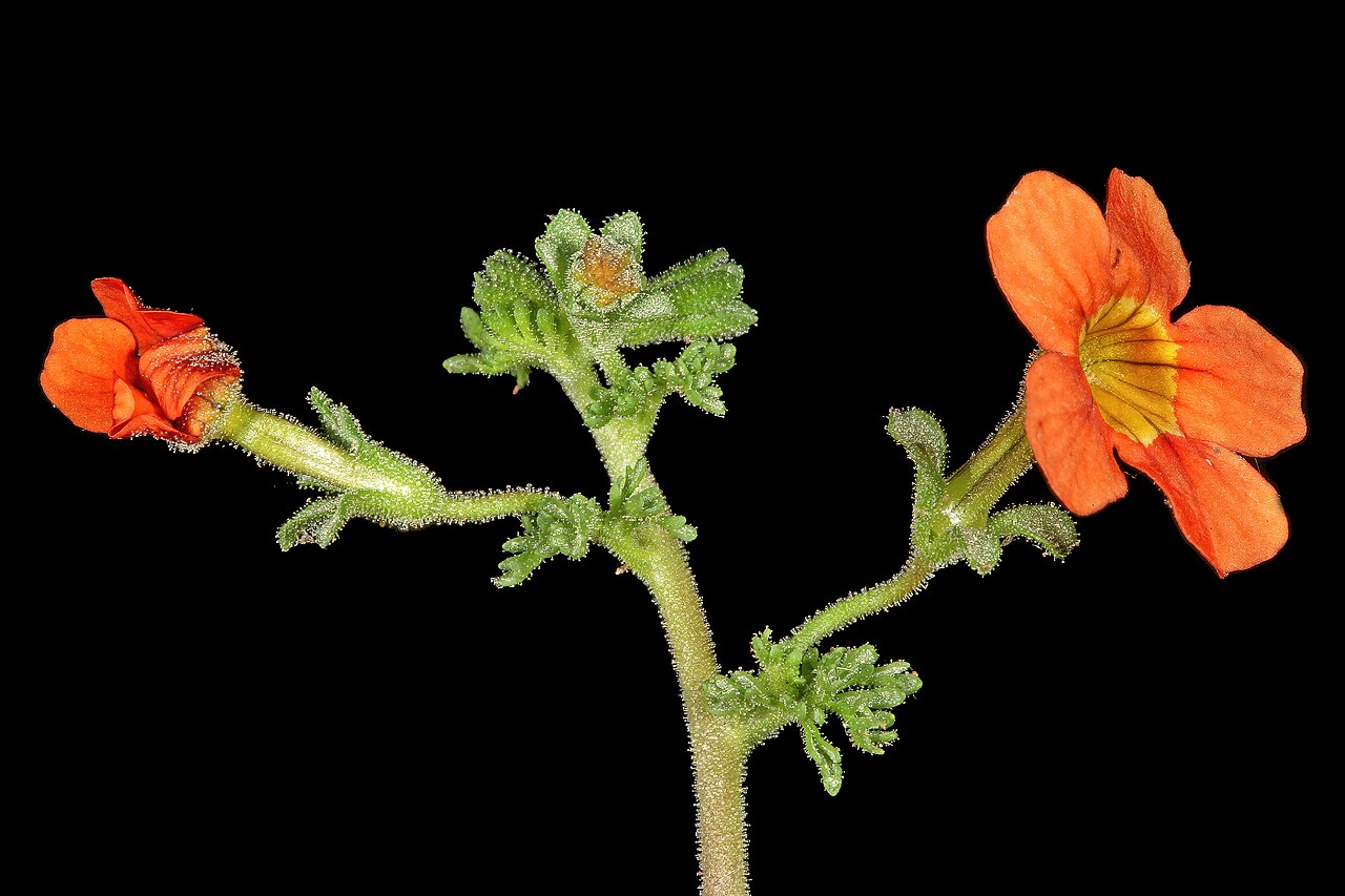 Cape saffron: Jamesbrittenia aurantiaca , orange-flowered form; in grassland, vlei on limestone, vicinity of Wolmaransstad, North West, South Africa