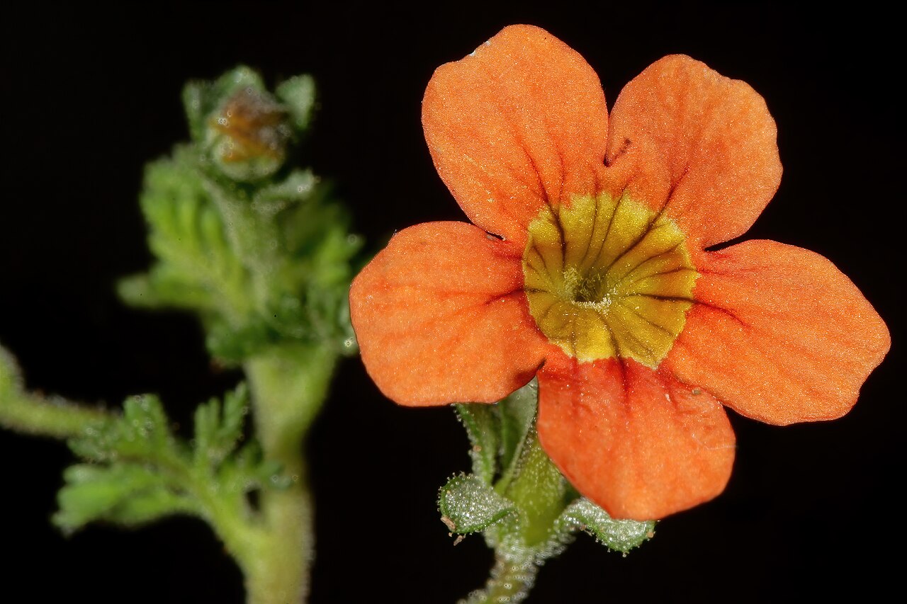 Cape saffron: Jamesbrittenia aurantiaca , orange-flowered form; in grassland, vlei on limestone, vicinity of Wolmaransstad, North West, South Africa