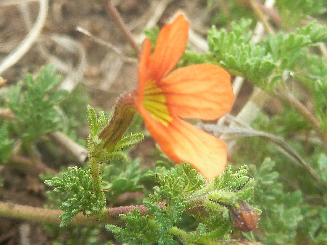Cape saffron: Flower and foliage of a Cape saffron near Tweeling, Free State
