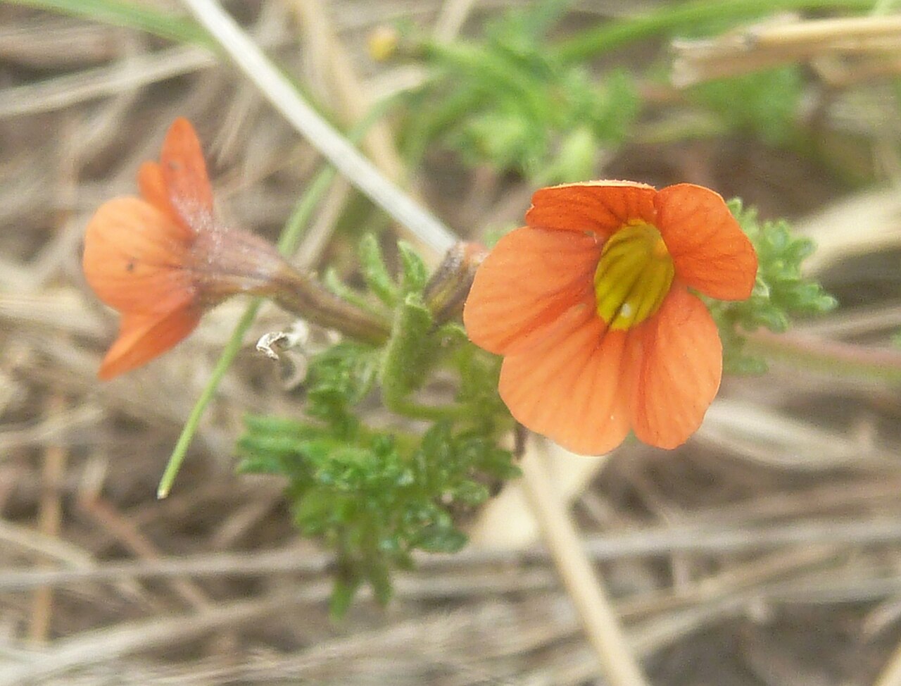 Cape saffron: Flower and foliage of a Cape saffron growing in grassland near Tweeling, Free State