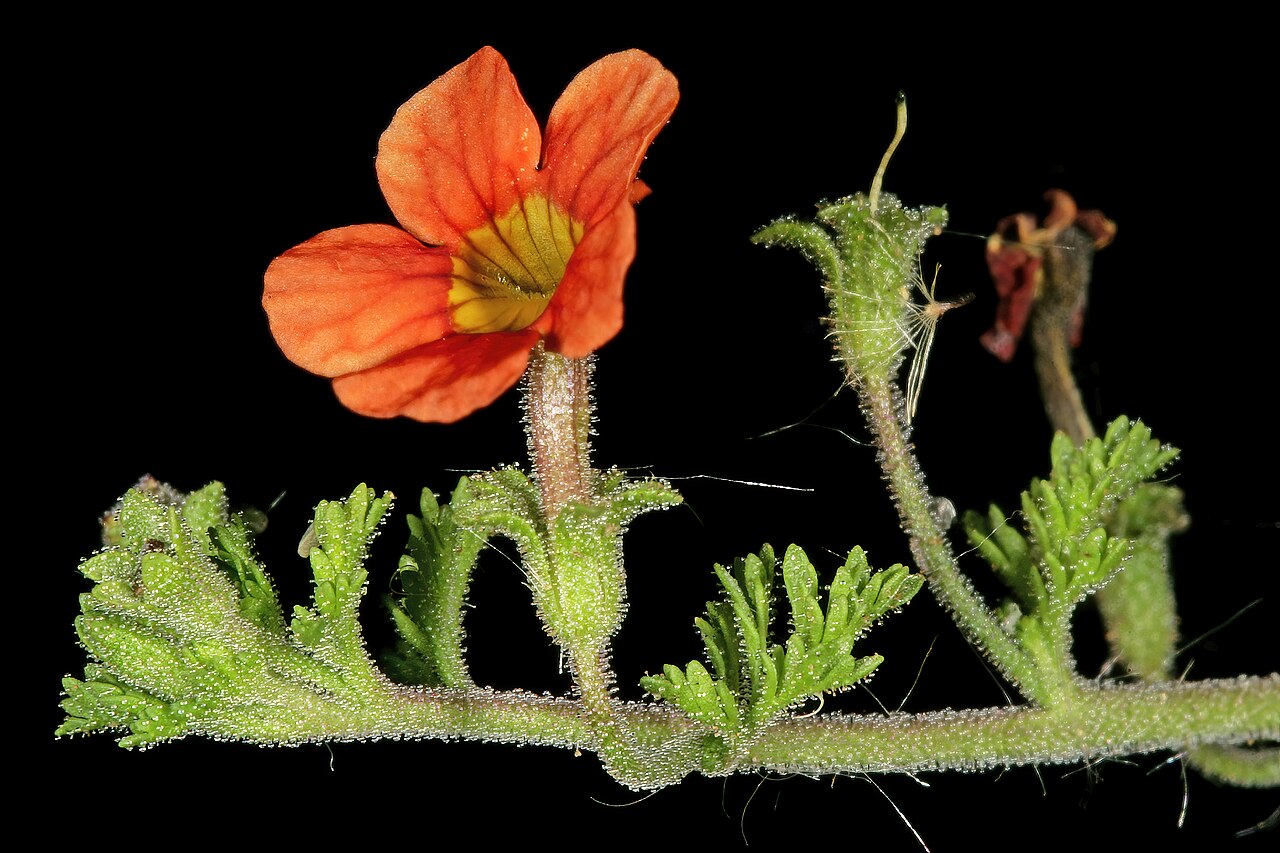 Cape saffron: Jamesbrittenia aurantiaca , orange-flowered form; in grassland, vlei on limestone, vicinity of Wolmaransstad, North West, South Africa