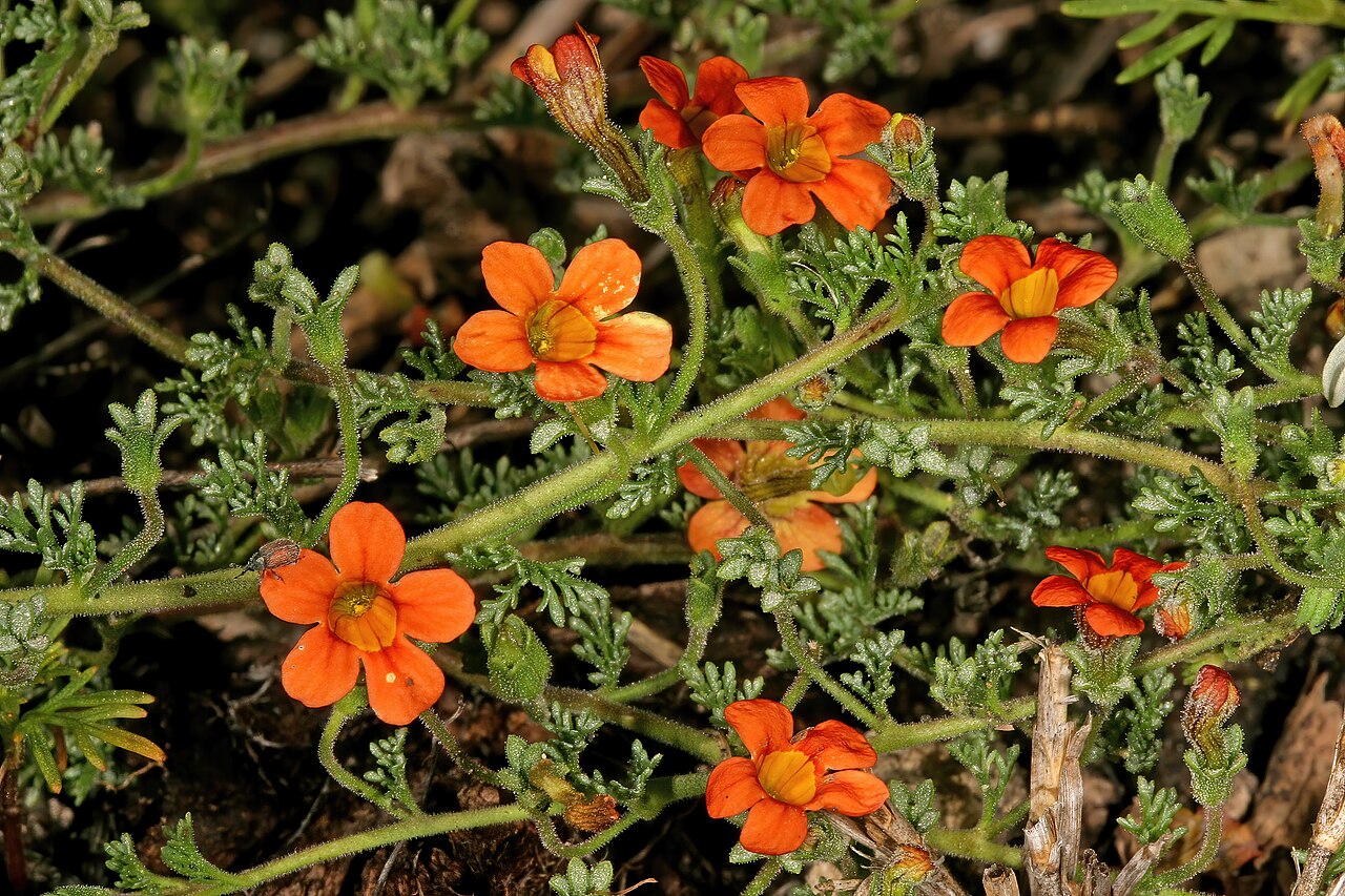 Cape saffron: Jamesbrittenia aurantiaca , orange-flowered form; in grassland, vlei on limestone, vicinity of Wolmaransstad, North West, South Africa