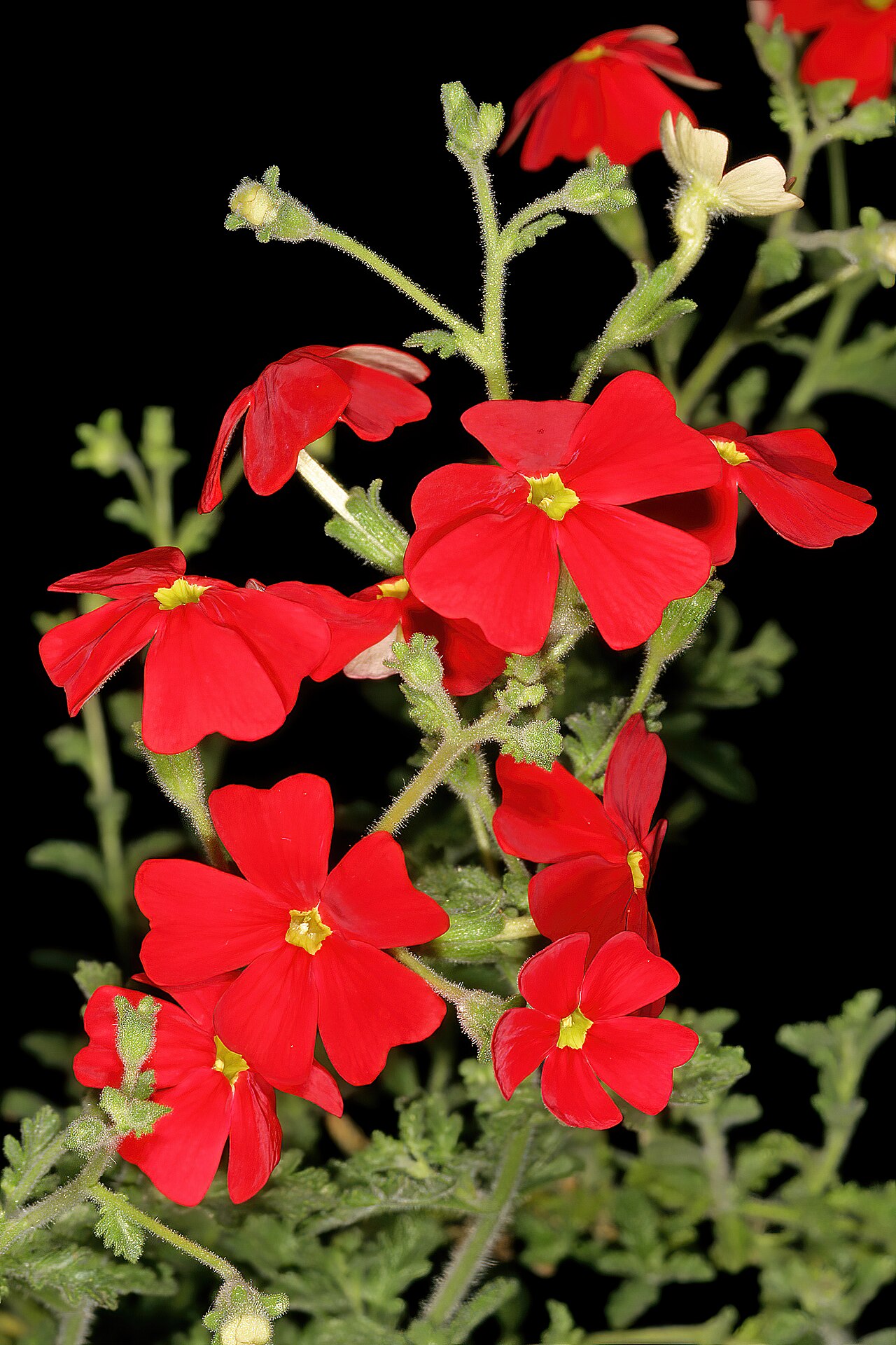 Jamesbrittenia bergae: Jamesbrittenia bergae , flowers; Manie van der Schijff Botanical Garden, University of Pretoria, Pretoria, Gauteng, South Africa