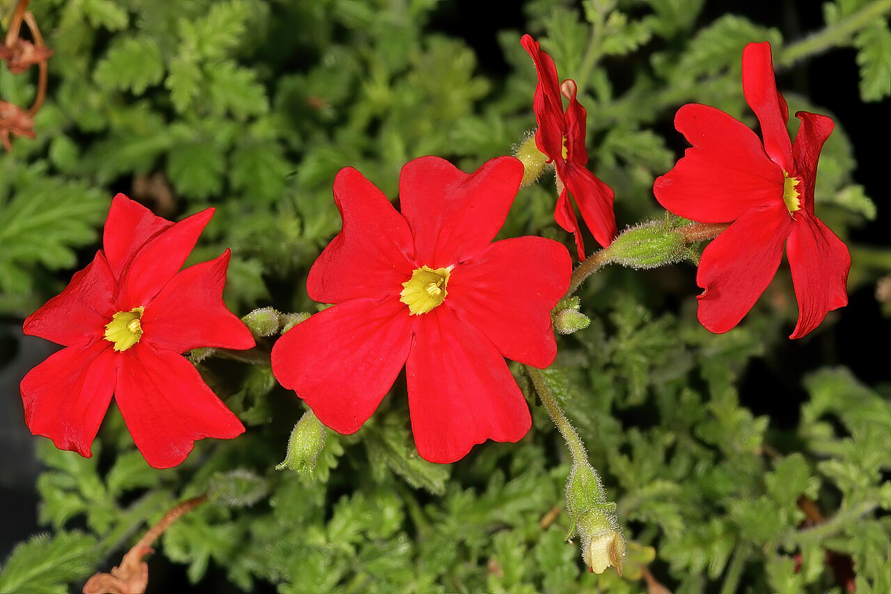 Jamesbrittenia bergae: Jamesbrittenia bergae , flowers; Manie van der Schijff Botanical Garden, University of Pretoria, Pretoria, Gauteng, South Africa