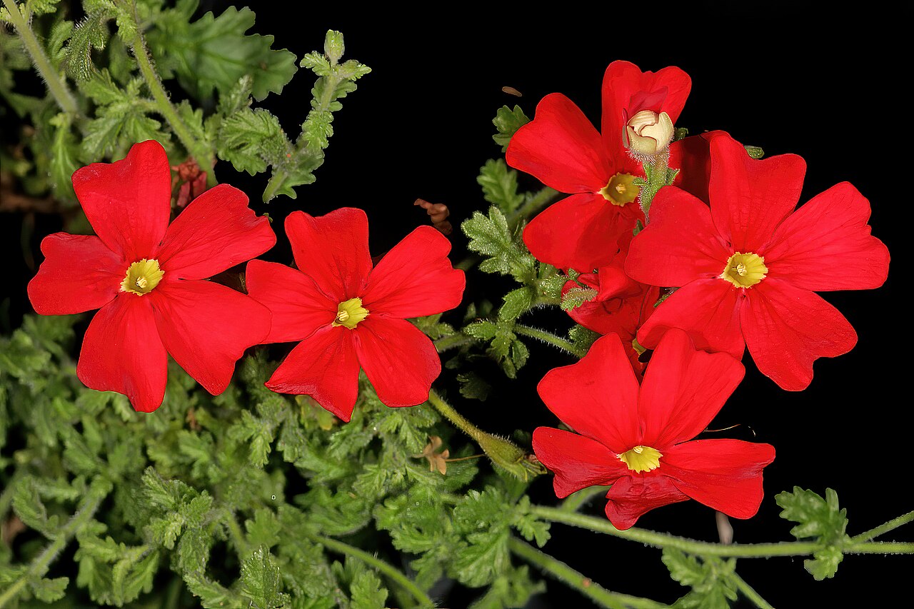 Jamesbrittenia bergae: Jamesbrittenia bergae , flowers; Manie van der Schijff Botanical Garden, University of Pretoria, Pretoria, Gauteng, South Africa