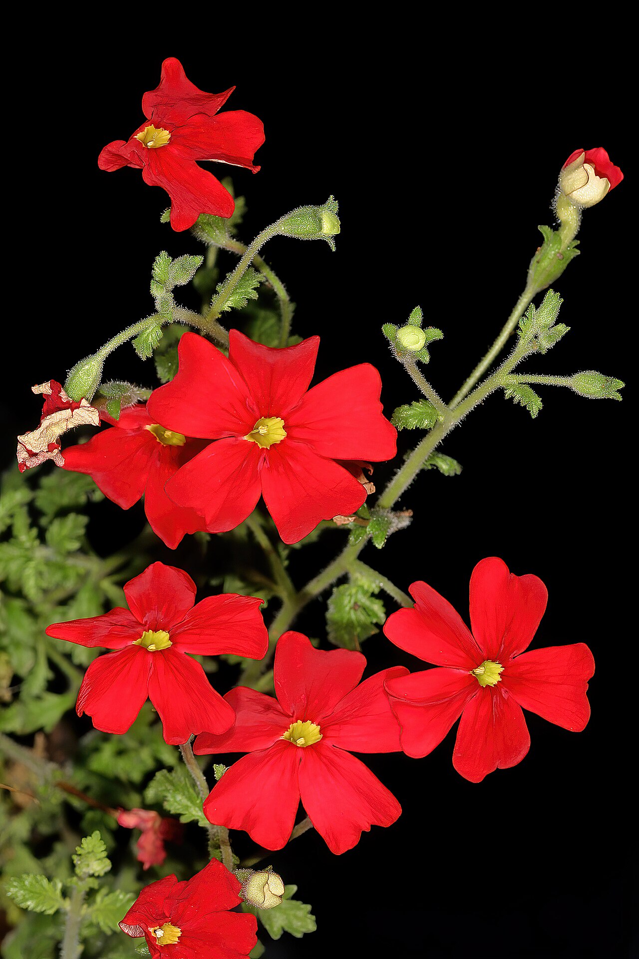 Jamesbrittenia bergae: Jamesbrittenia bergae , flowers; Manie van der Schijff Botanical Garden, University of Pretoria, Pretoria, Gauteng, South Africa