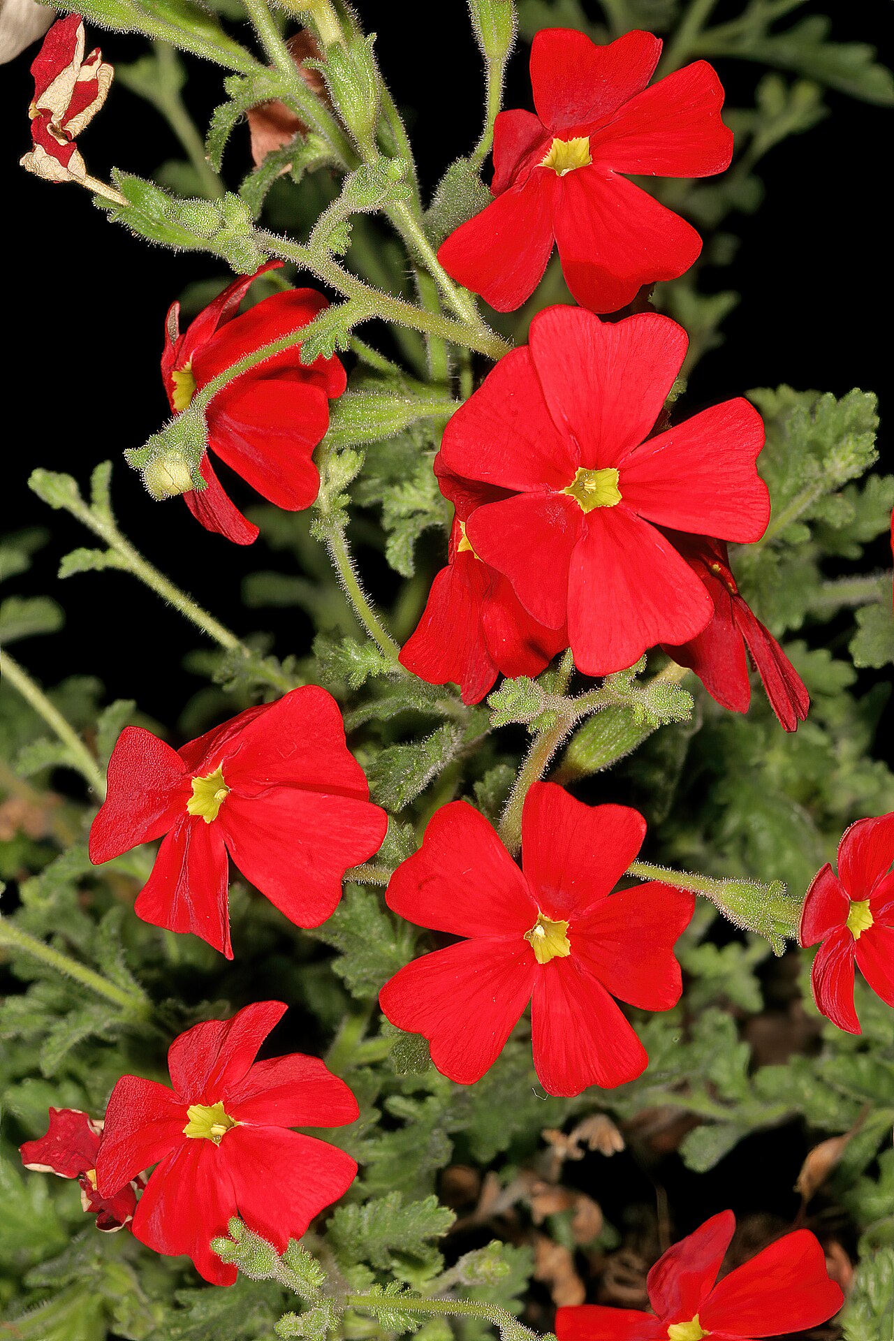 Jamesbrittenia bergae: Jamesbrittenia bergae , flowers; Manie van der Schijff Botanical Garden, University of Pretoria, Pretoria, Gauteng, South Africa