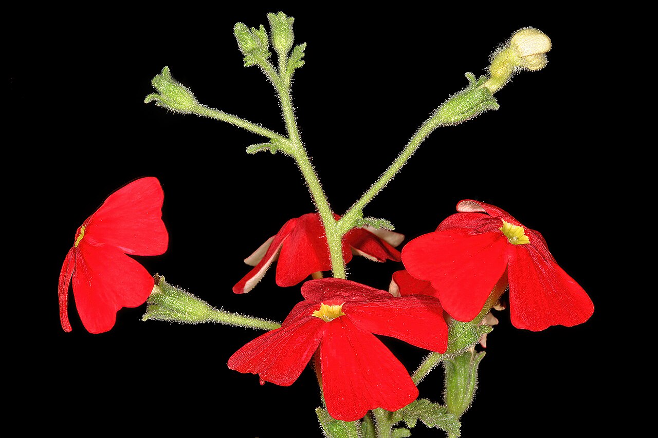 Jamesbrittenia bergae: Jamesbrittenia bergae , flowers; Manie van der Schijff Botanical Garden, University of Pretoria, Pretoria, Gauteng, South Africa