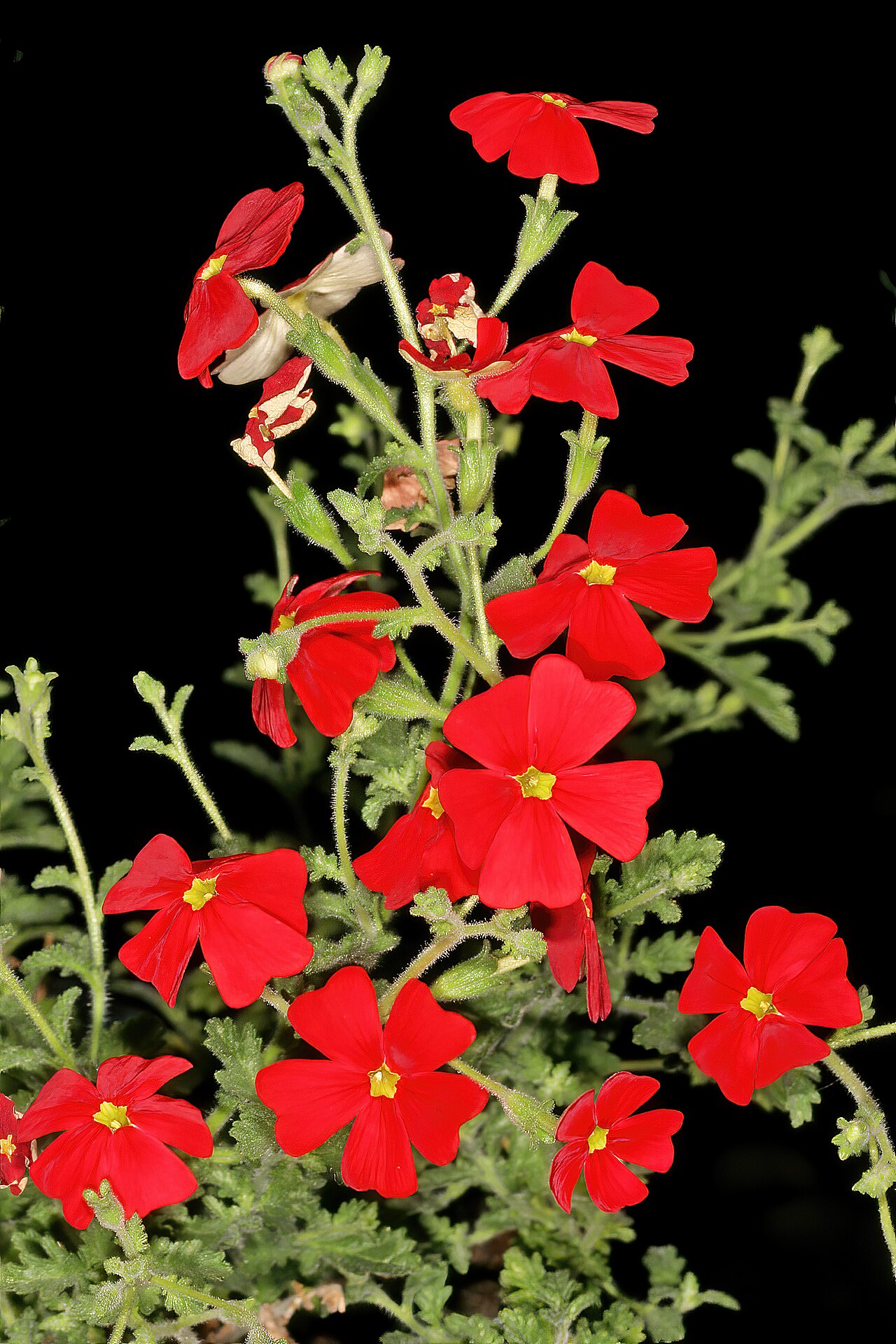 Jamesbrittenia bergae: Jamesbrittenia bergae , flowers; Manie van der Schijff Botanical Garden, University of Pretoria, Pretoria, Gauteng, South Africa
