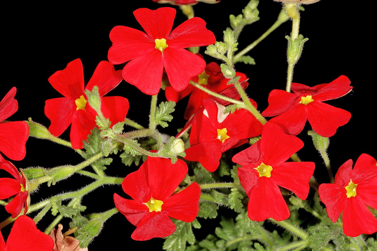 Jamesbrittenia bergae: Jamesbrittenia bergae , flowers; Manie van der Schijff Botanical Garden, University of Pretoria, Pretoria, Gauteng, South Africa