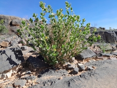Jamesbrittenia bicolor (Jamesbrittenia bicolor)